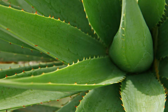 Fresh aloe leaves with dewdrops in soft tropical light