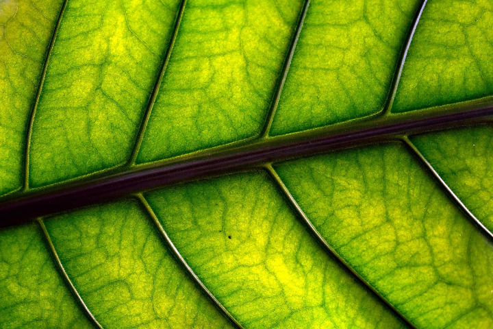 Moringa leaf