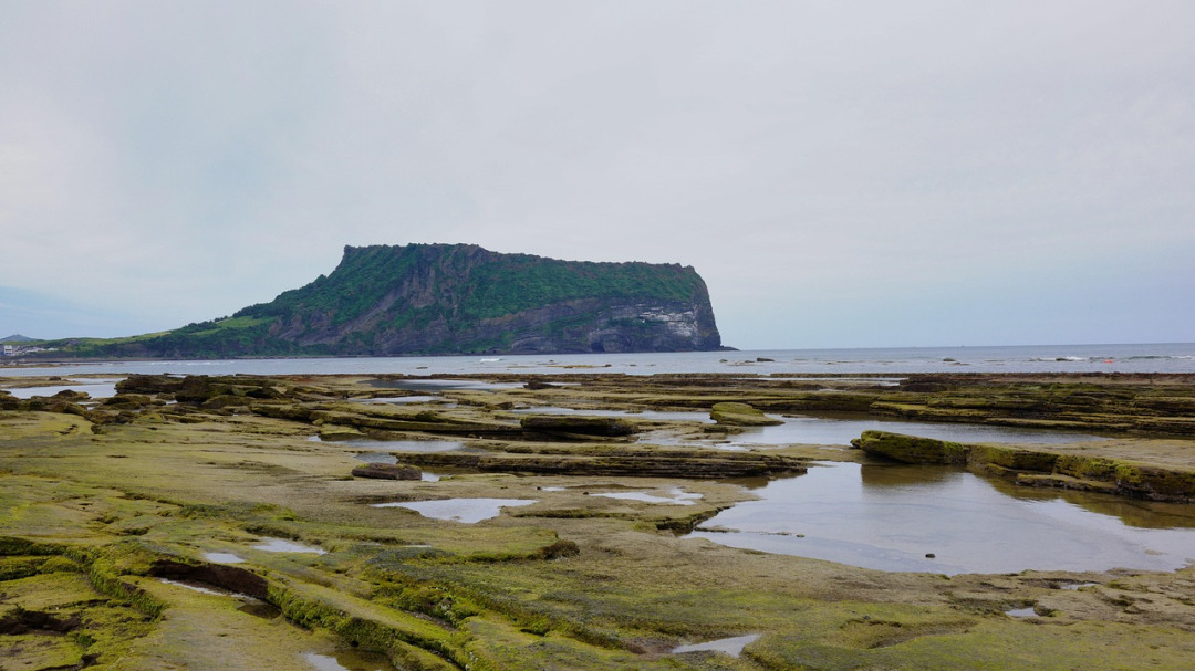 sea moss on shore