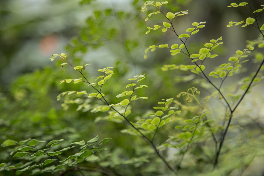 tropical leaves macro