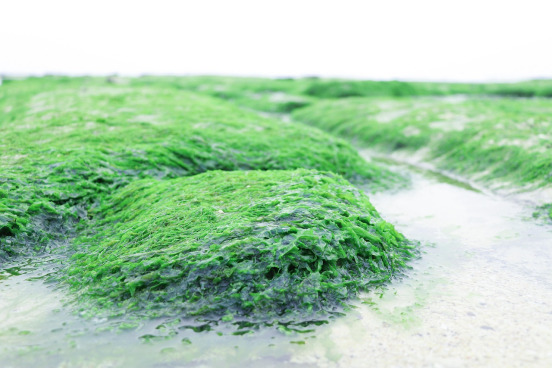 Sea moss