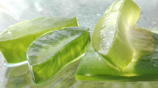 Fresh aloe leaves with dewdrops in soft tropical light